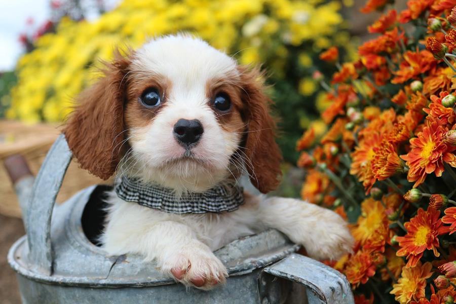 Cavalier King Charles Spaniel Puppies for Sale Puppy Love