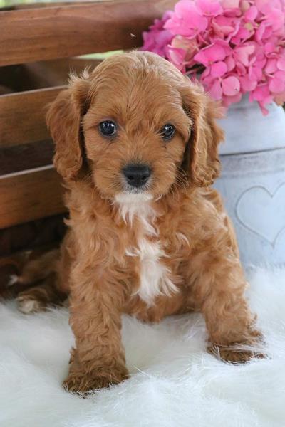 Cavapoo Puppies for Sale | Puppy Love