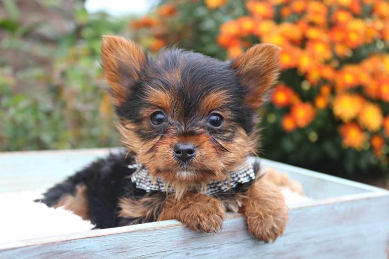 Yorkie Puppies for Sale Puppy Love