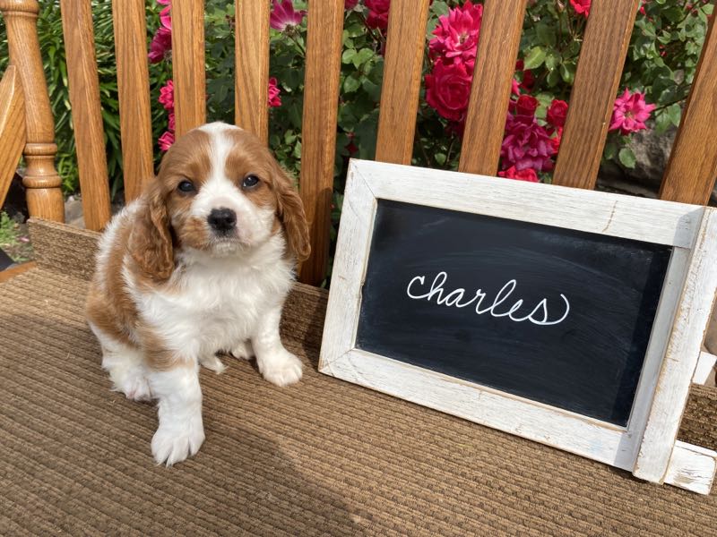 Charles - Cavalier Puppy