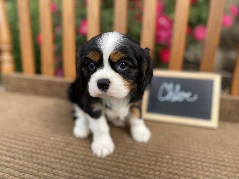 Chloe - Cavalier Puppy