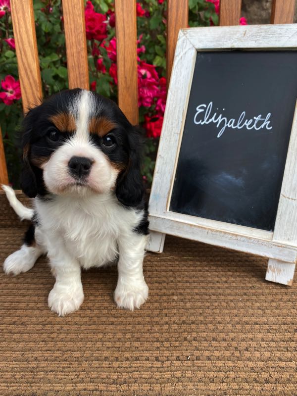 Elizabeth - Cavalier Puppy