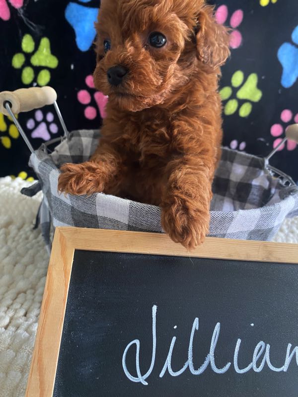 Jillian - Mini Poodle
