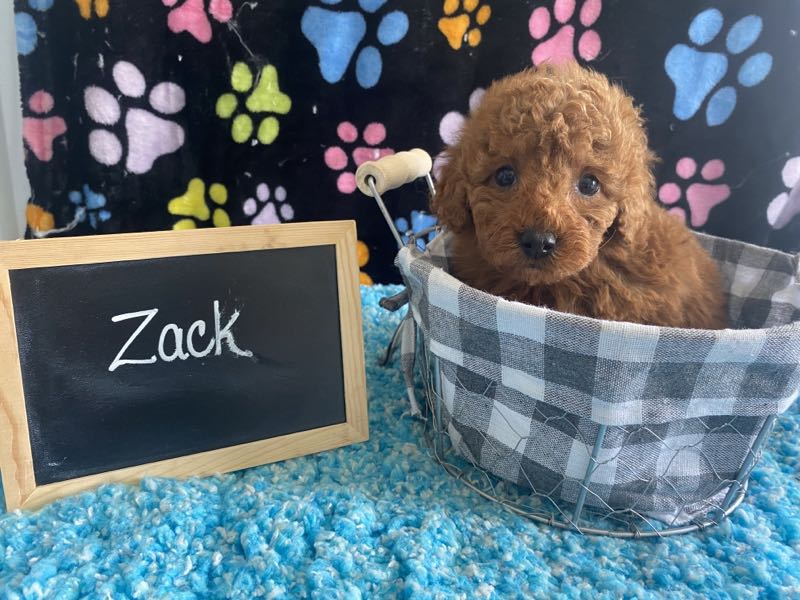 Zack - Mini Poodle