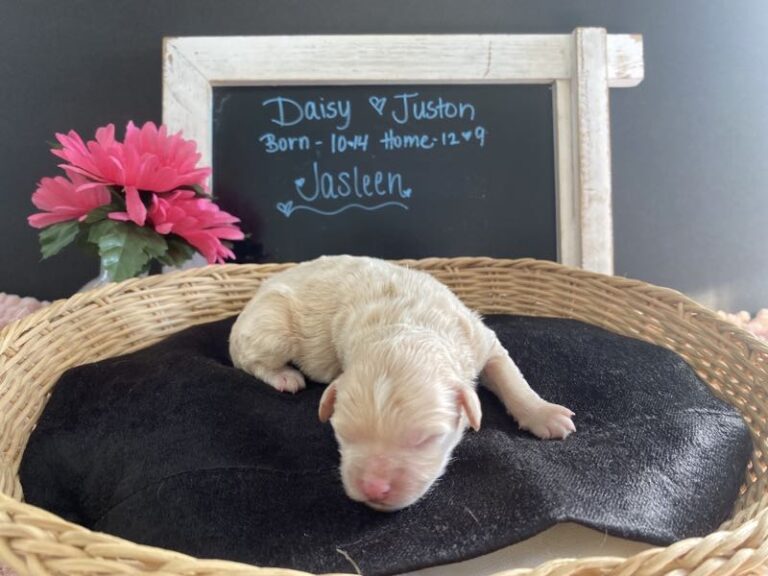 Maltipoo Puppies for Sale Puppy Love