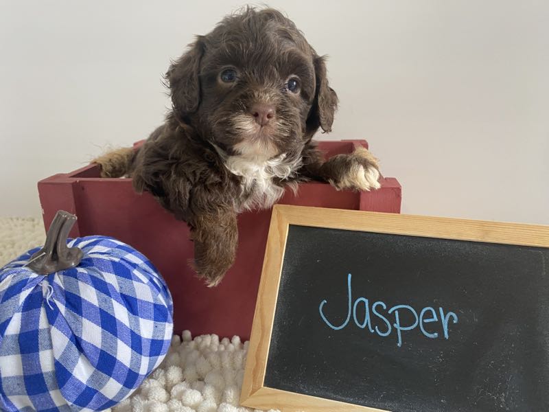 Jasper - Shitzu Puppy
