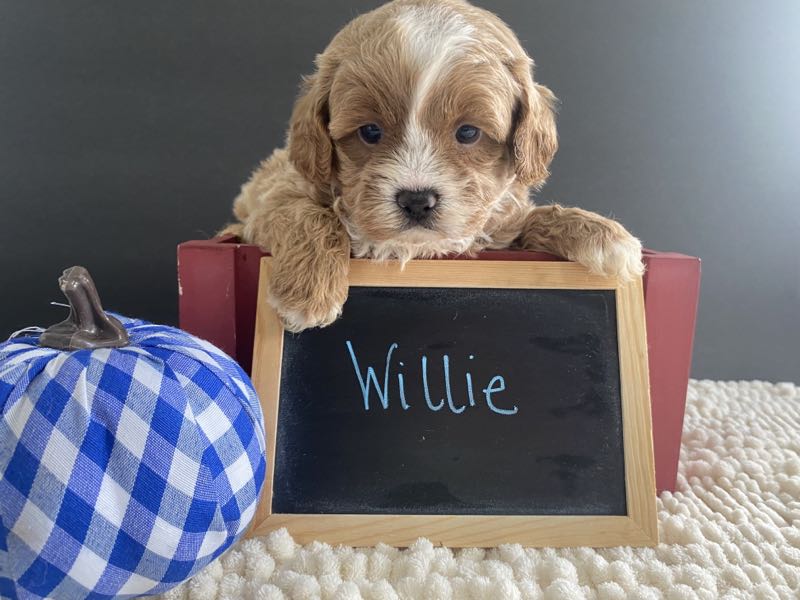 Willie - Shitzu Puppy