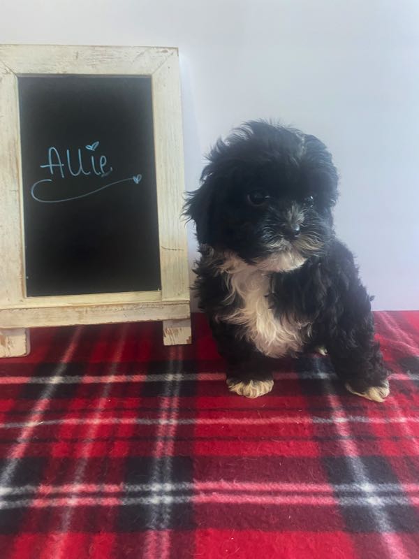 Allie - Shihpoo Puppy