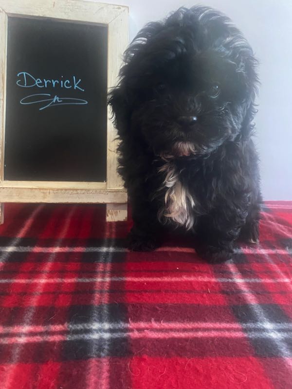 Derrick - Shihpoo Puppy