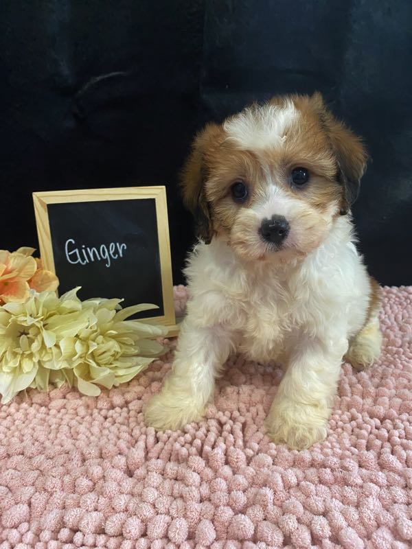 Ginger - Cavachon Puppy