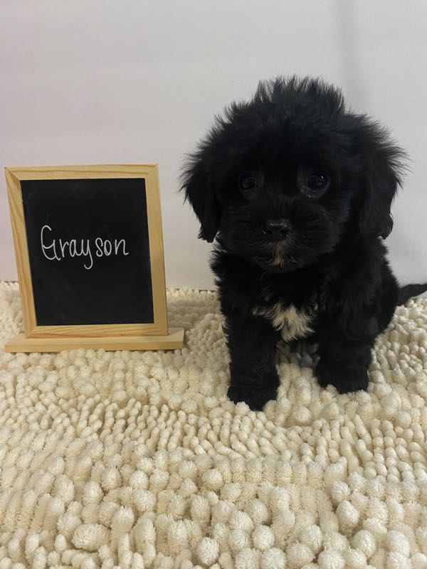 Grayson - Cavachon Puppy