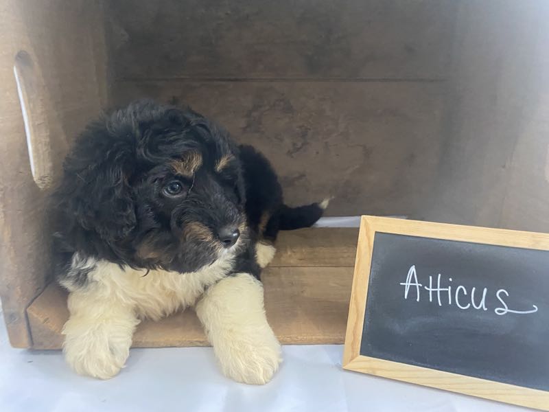 Atticus - Mini Aussiedoodle Puppy