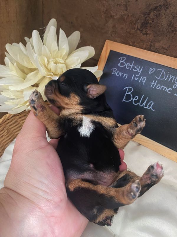 Bella - Yorkipoo Puppy