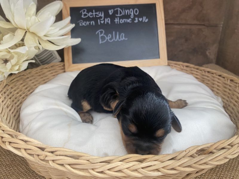 Bella - Yorkipoo Puppy