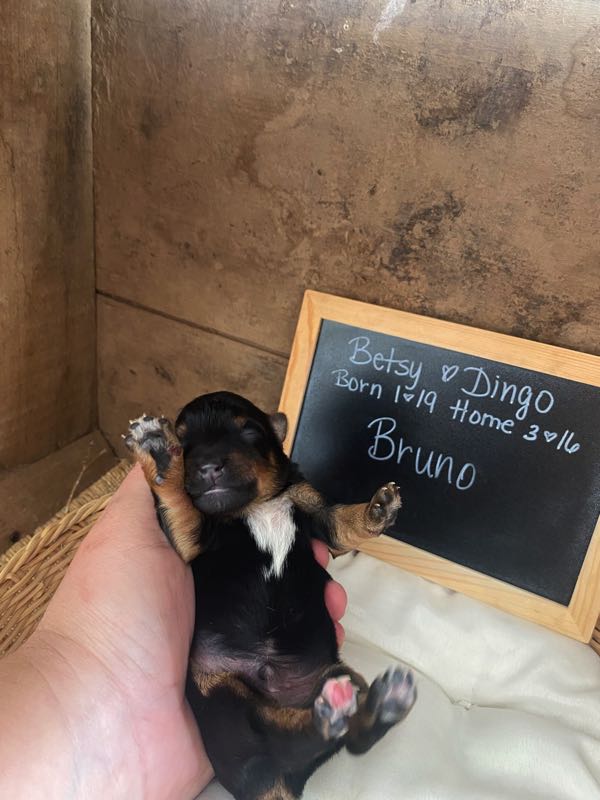 Bruno - Yorkipoo Puppy