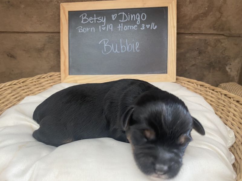 Bubbie - Yorkipoo Puppy