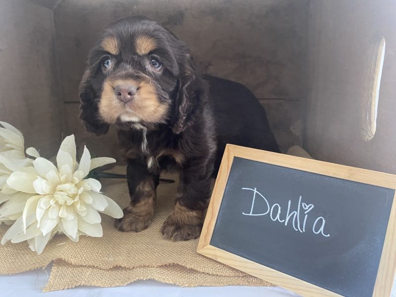 Dahlia - Cocker Spaniel Puppy