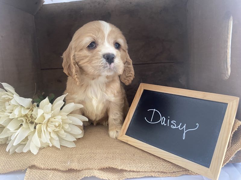 Daisy - Cocker Spaniel Puppy