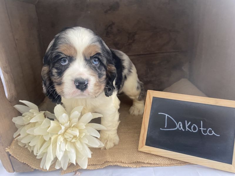 Dakota - Cocker Spaniel Puppy