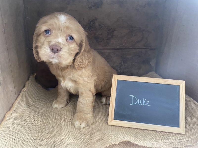 Duke - Cocker Spaniel Puppy