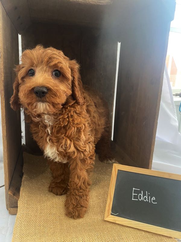 Eddie - Cavapoo Puppy