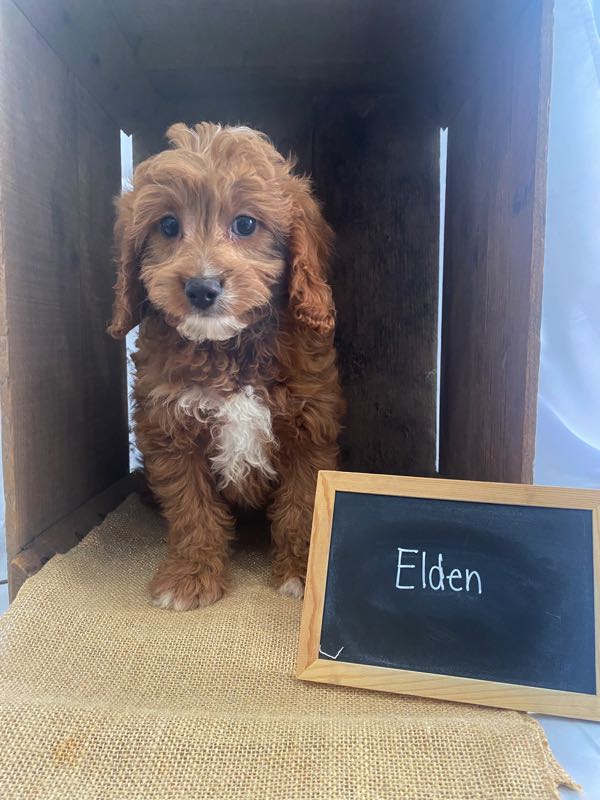 Elden - Cavapoo Puppy