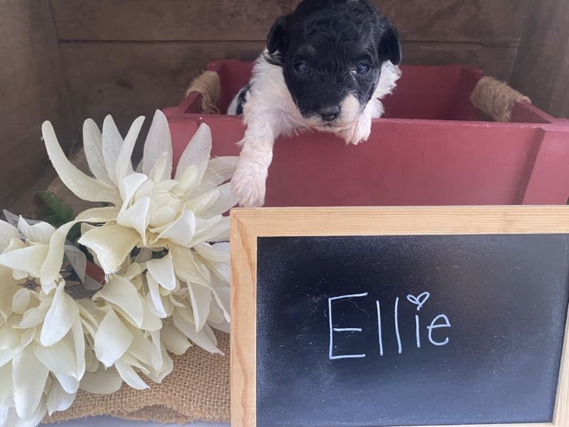 Ellie - Bichapoo Puppy