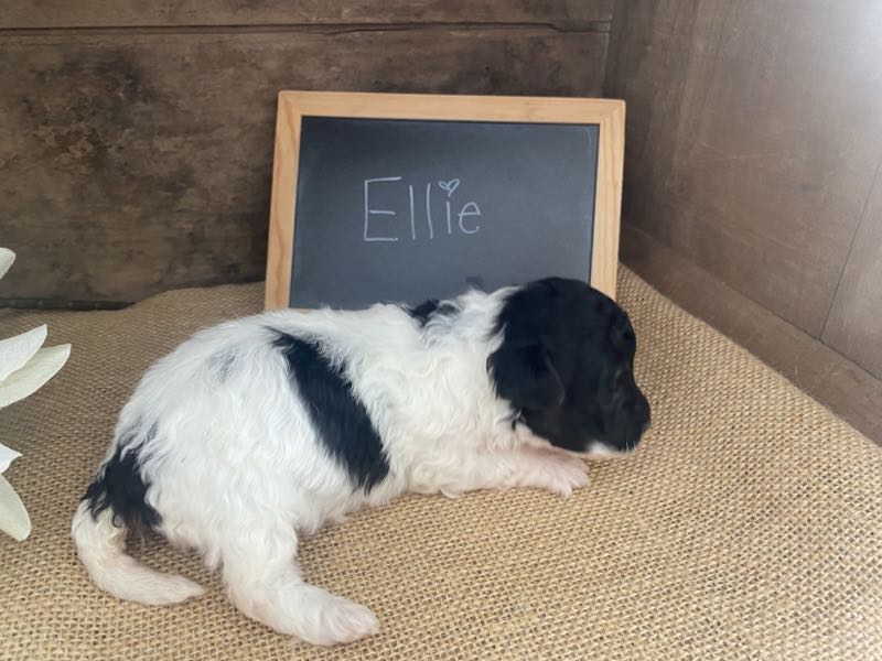 Ellie - Bichapoo Puppy