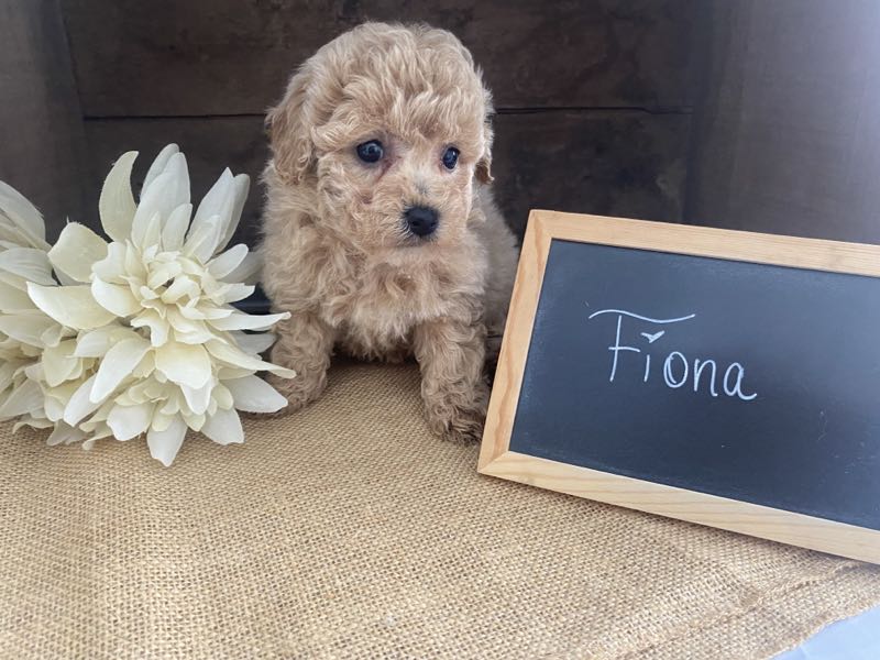Fiona - Bichapoo Puppy