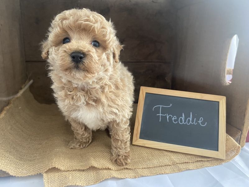 Freddie - Bichapoo Puppy