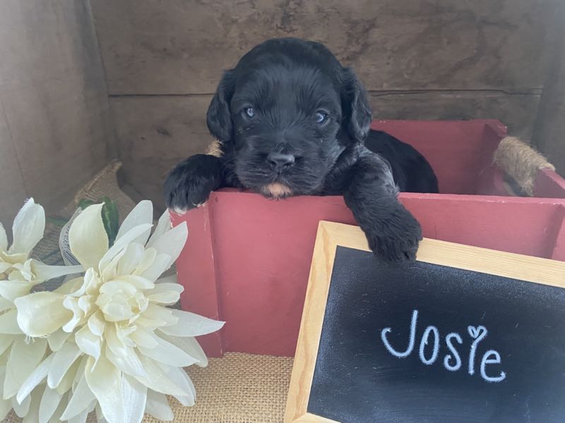 Josie - Cockapoo Puppy