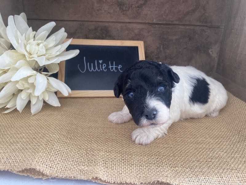 Juliette - Bichapoo Puppy
