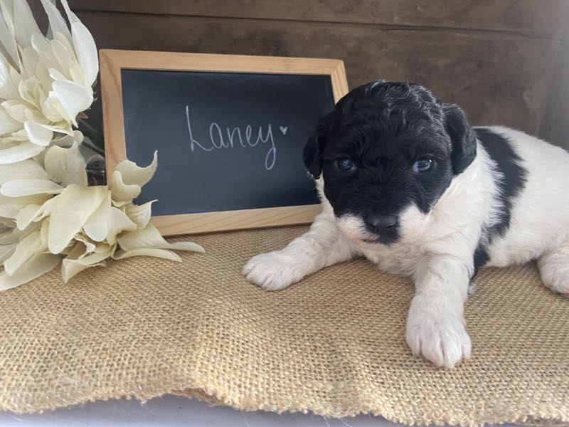 Laney - Bichapoo Puppy