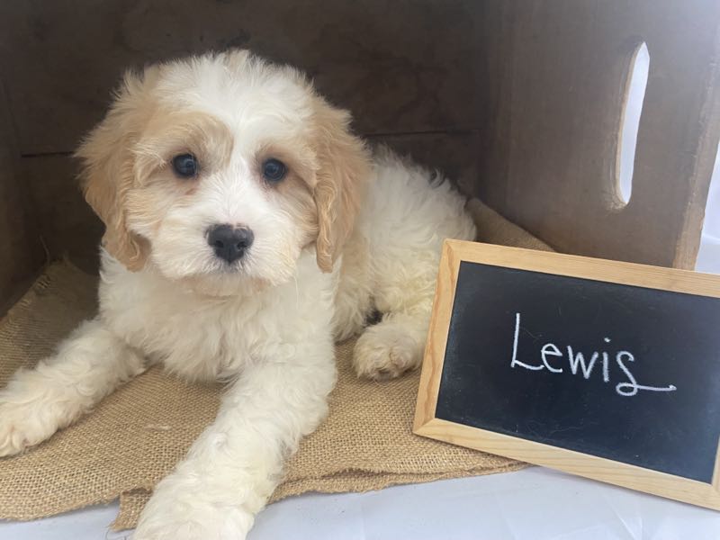 Lewis - Cavachon Puppy
