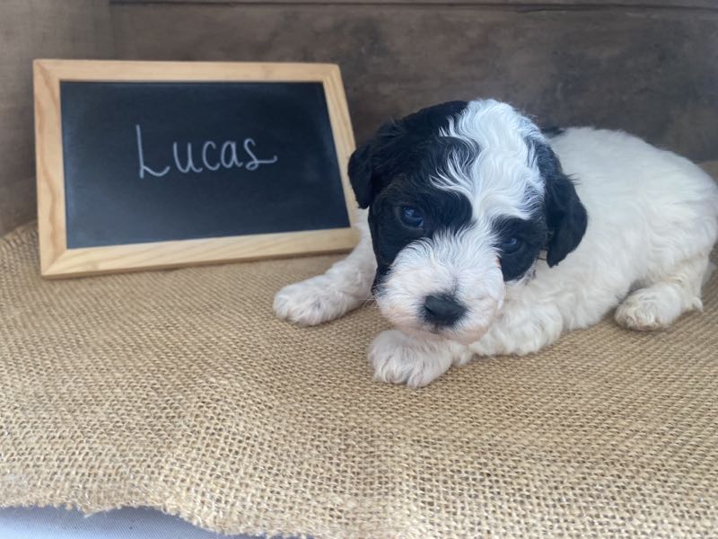 Lucas - Bichapoo Puppy