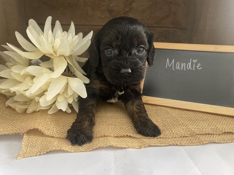 Mandie - Cavapoo Puppy
