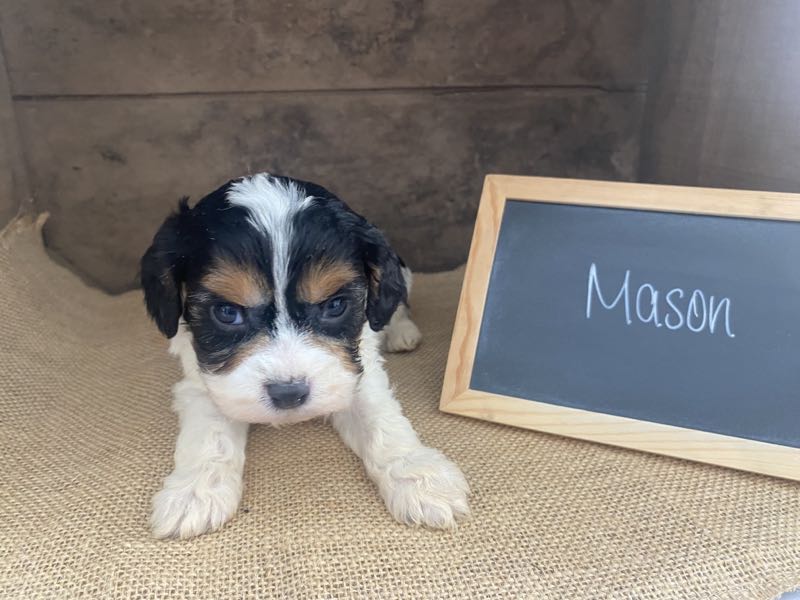 Mason - Cavapoo Puppy