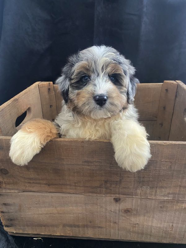Maximus - Mini Aussiedoodle Puppy