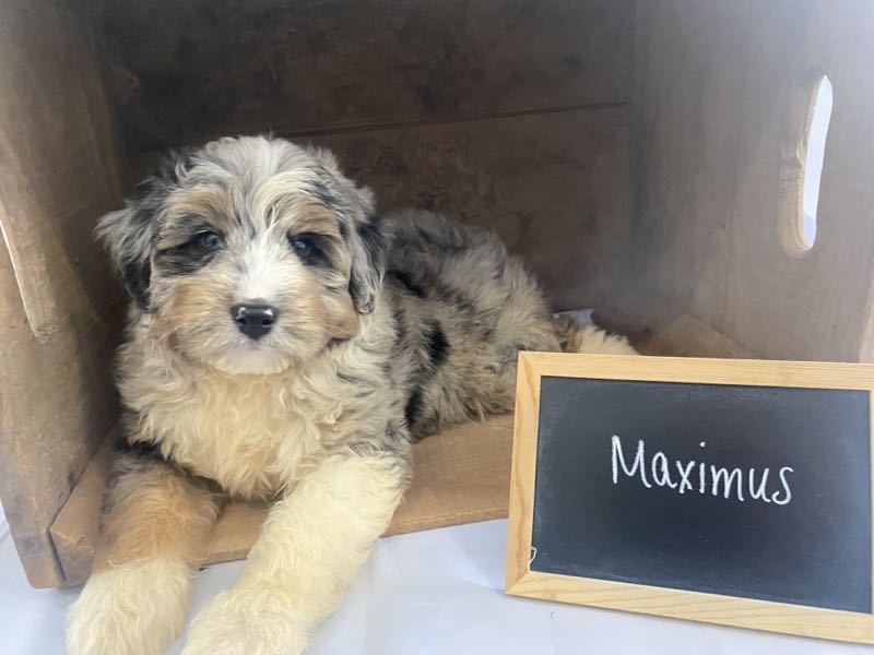 Maximus - Mini Aussiedoodle Puppy