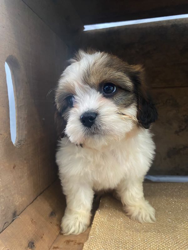 Milo - Shichon Puppy