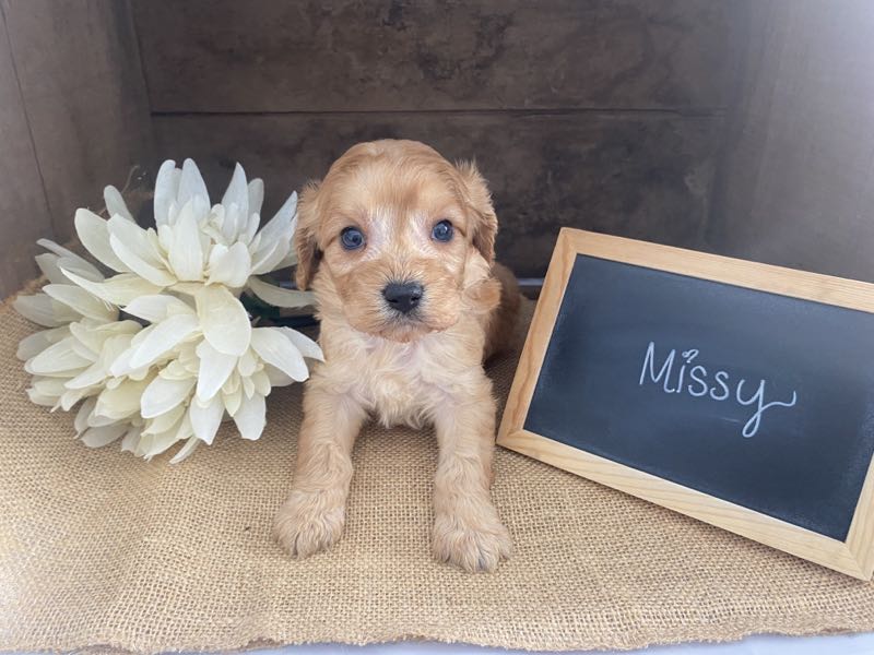 Missy - Cavapoo Puppy