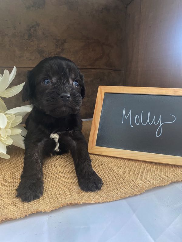 Molly - Cavapoo Puppy
