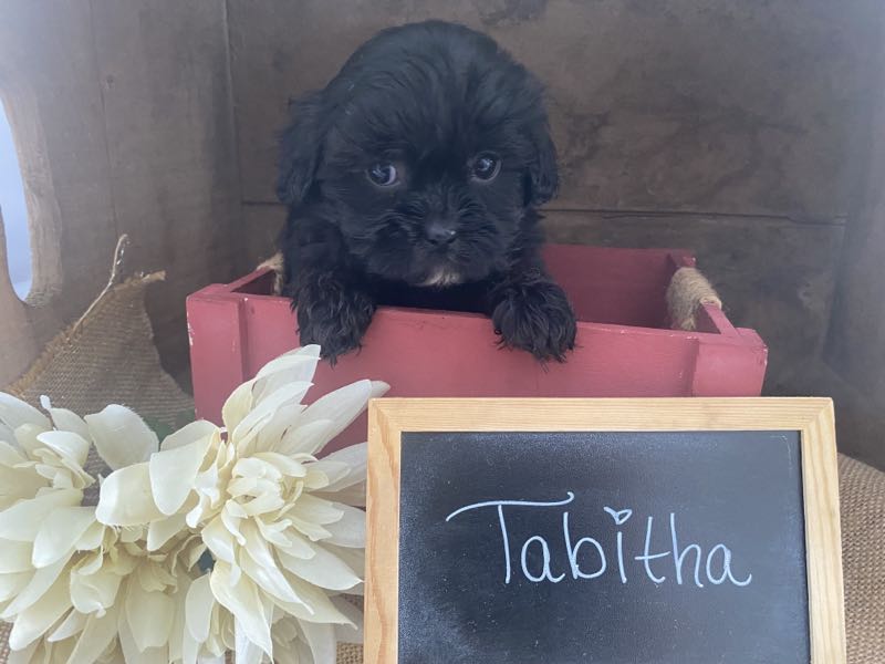 Tabitha - Shihpoo Puppy