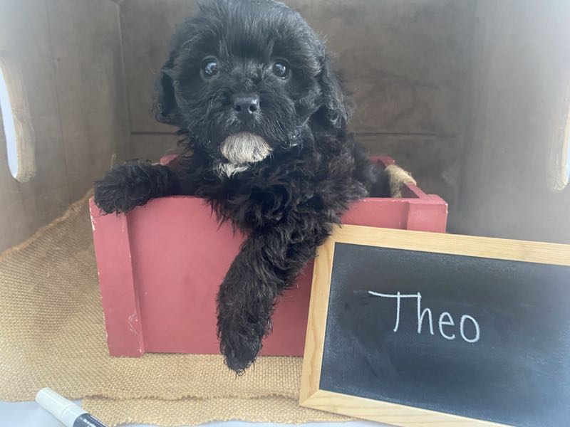 Theo - Shihpoo Puppy