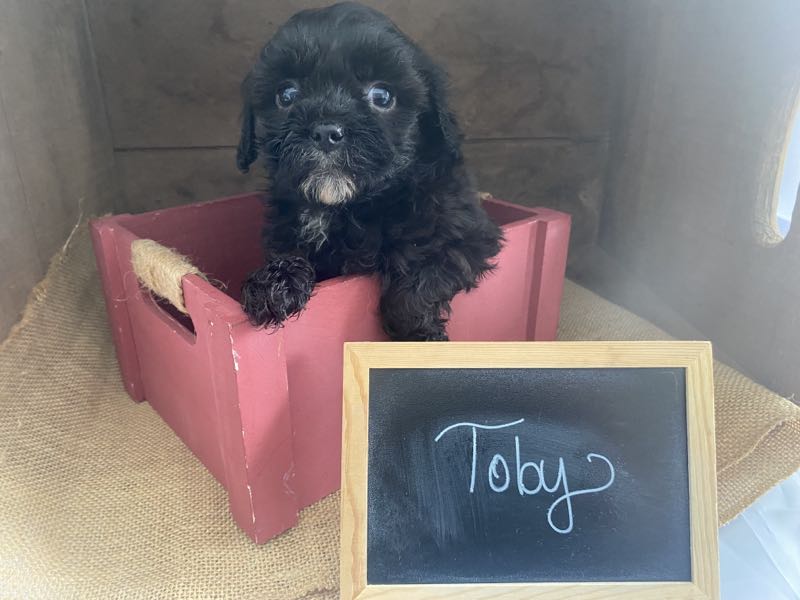 Toby - Shihpoo Puppy