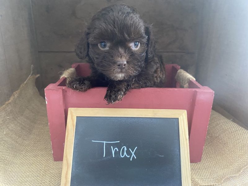 Trax - Shihpoo Puppy