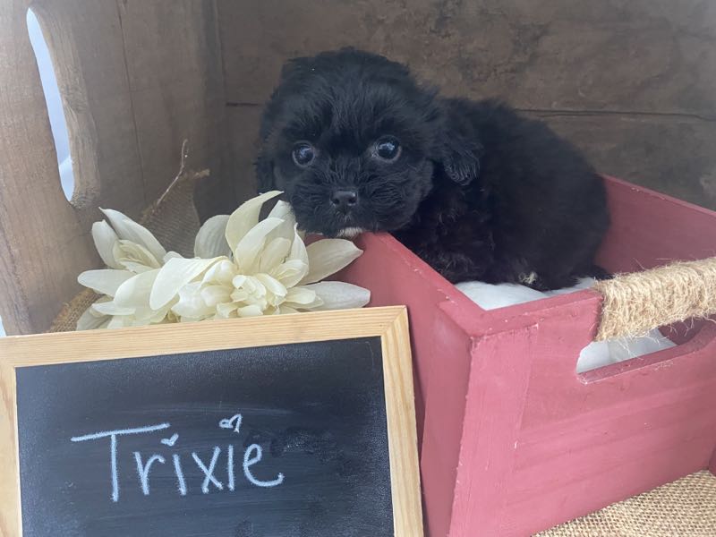 Trixie - Shihpoo Puppy