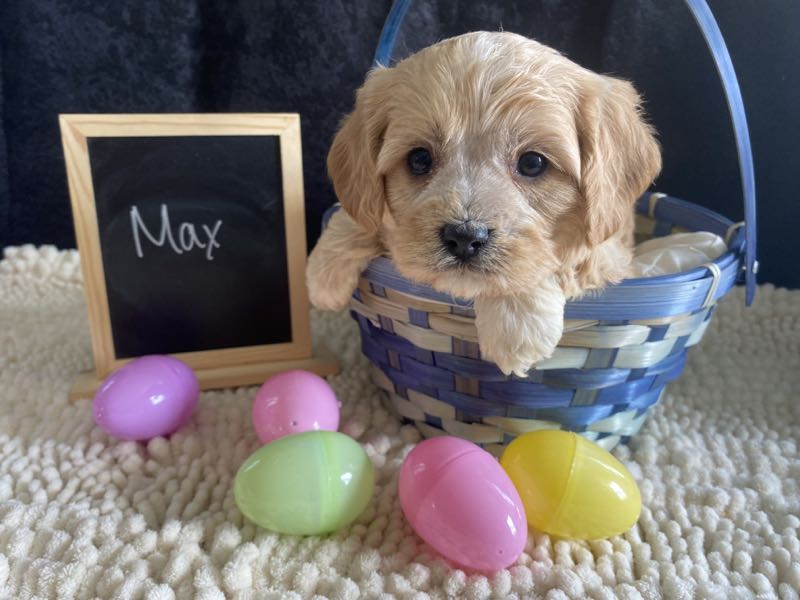 Max - Cavachon Puppy