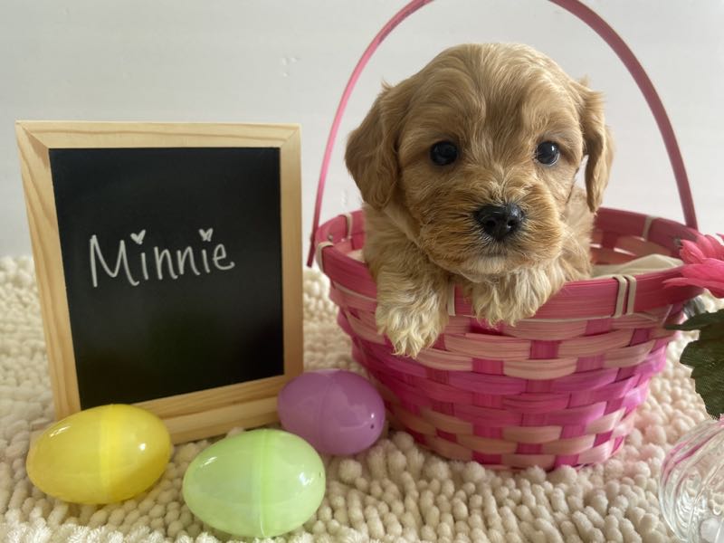 Minnie - Cavachon Puppy