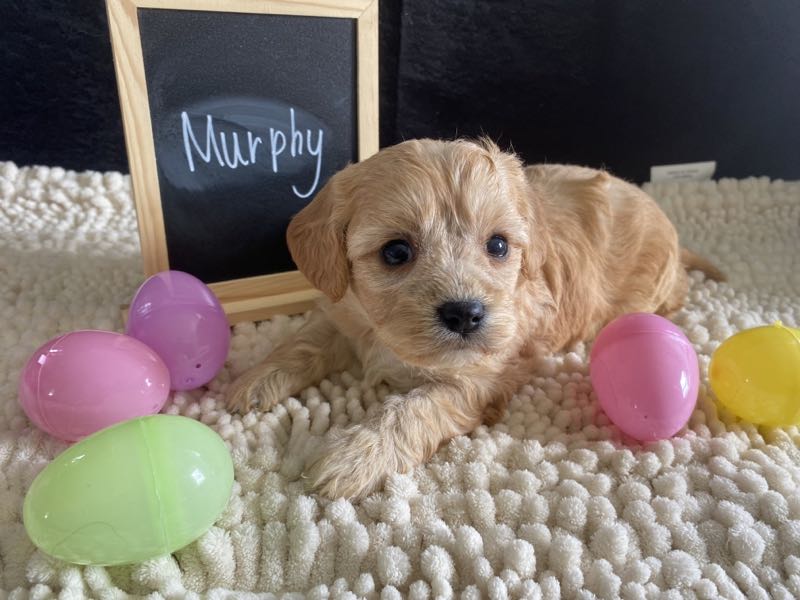 Murphy - Cavachon Puppy